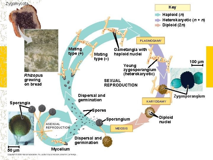 Zygomycota Key Haploid (n) Heterokaryotic (n + n) Diploid (2 n) PLASMOGAMY Mating type