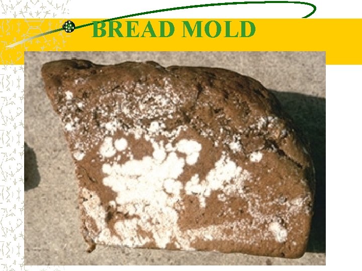 BREAD MOLD 