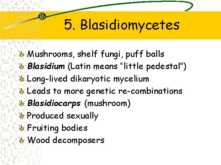 5. Blasidiomycetes Mushrooms, shelf fungi, puff balls Blasidium (Latin means “little pedestal”) Long-lived dikaryotic