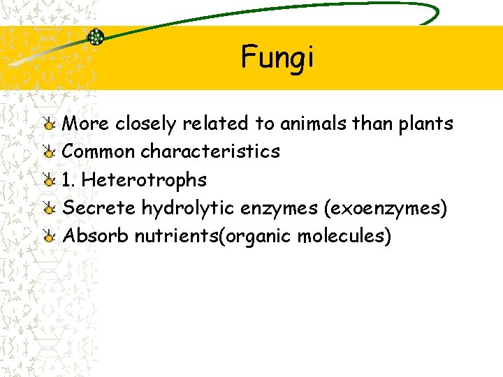 Fungi More closely related to animals than plants Common characteristics 1. Heterotrophs Secrete hydrolytic