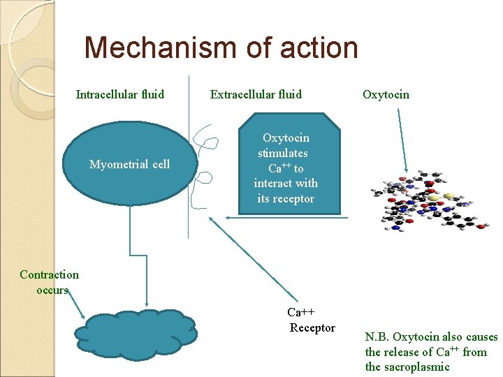 Mechanism of action Intracellular fluid Myometrial cell Extracellular fluid Oxytocin stimulates Ca++ to interact