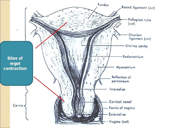 Sites of ergot contraction 