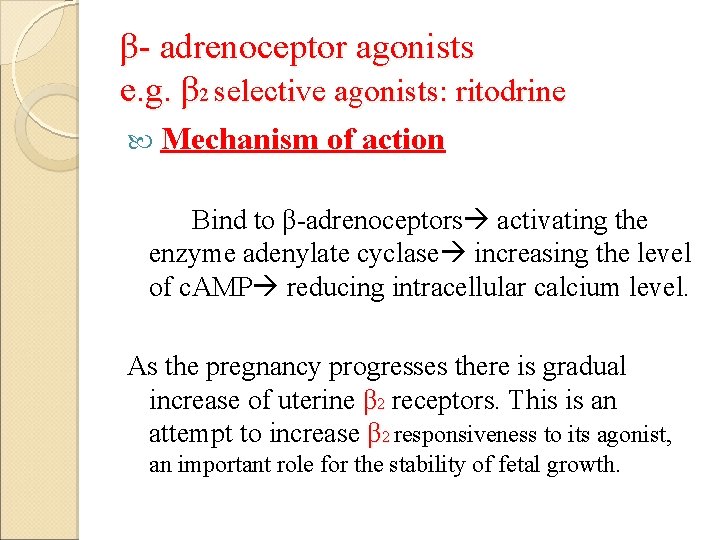 β- adrenoceptor agonists e. g. β 2 selective agonists: ritodrine Mechanism of action Bind
