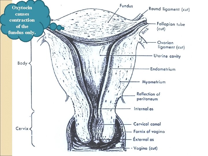 Oxytocin causes contraction of the fundus only. 