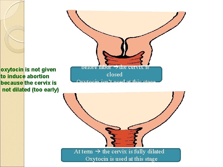oxytocin is not given to induce abortion because the cervix is not dilated (too