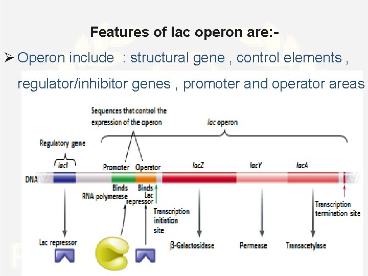 Features of lac operon are: - Ø Operon include : structural gene , control