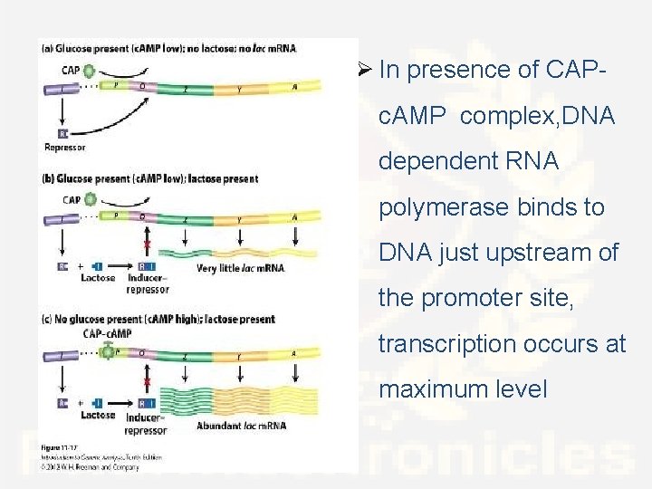 Ø In presence of CAPc. AMP complex, DNA dependent RNA polymerase binds to DNA