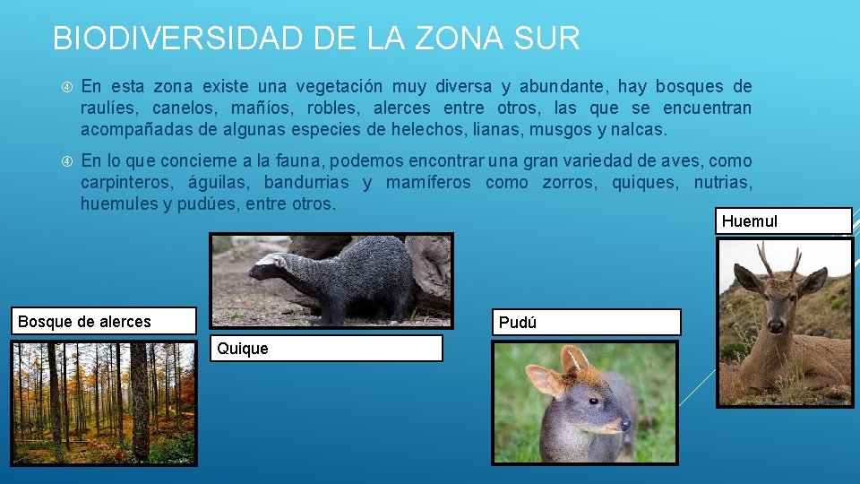 BIODIVERSIDAD DE LA ZONA SUR En esta zona existe una vegetación muy diversa y