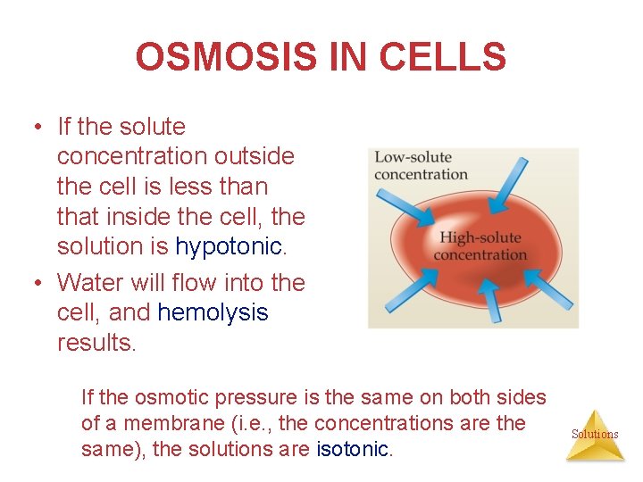 OSMOSIS IN CELLS • If the solute concentration outside the cell is less than