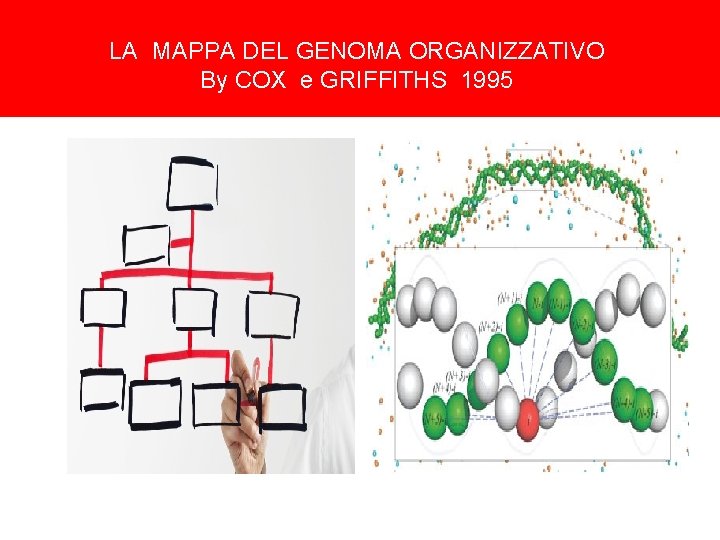 LA MAPPA DEL GENOMA ORGANIZZATIVO By COX e GRIFFITHS 1995 