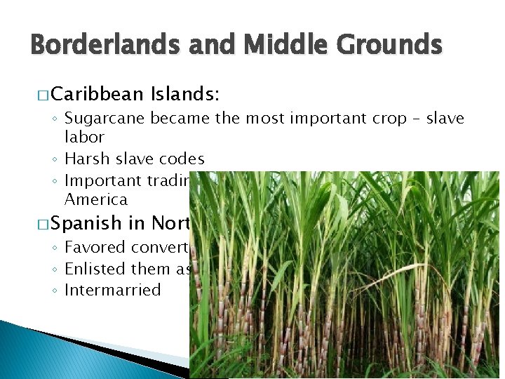 Borderlands and Middle Grounds � Caribbean Islands: ◦ Sugarcane became the most important crop Borderlands and Middle Grounds � Caribbean Islands: ◦ Sugarcane became the most important crop