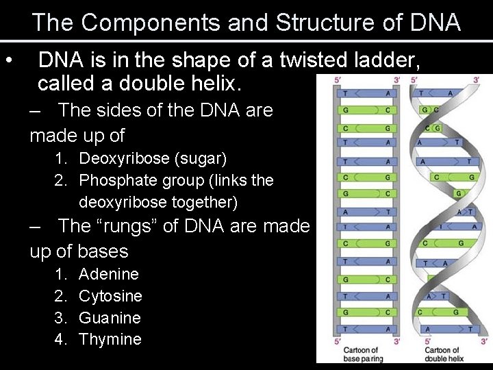 The Components and Structure of DNA • DNA is in the shape of a