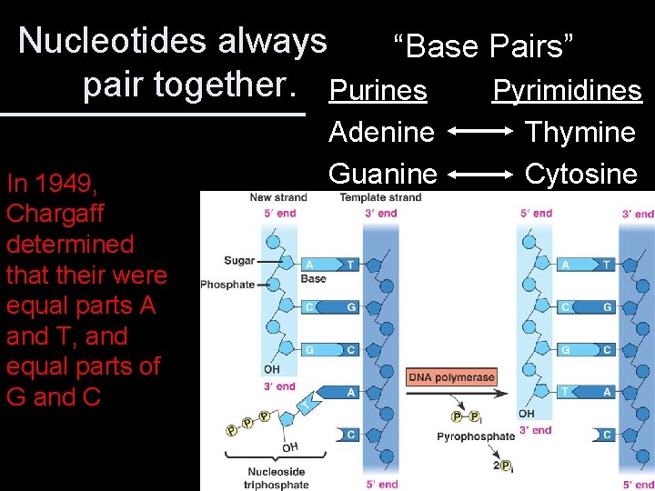 Nucleotides always “Base Pairs” pair together. Purines Pyrimidines In 1949, Chargaff determined that their