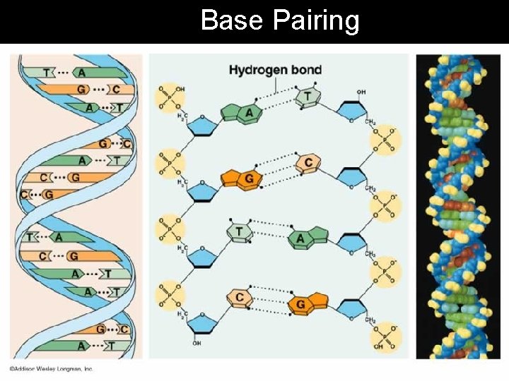 Base Pairing 