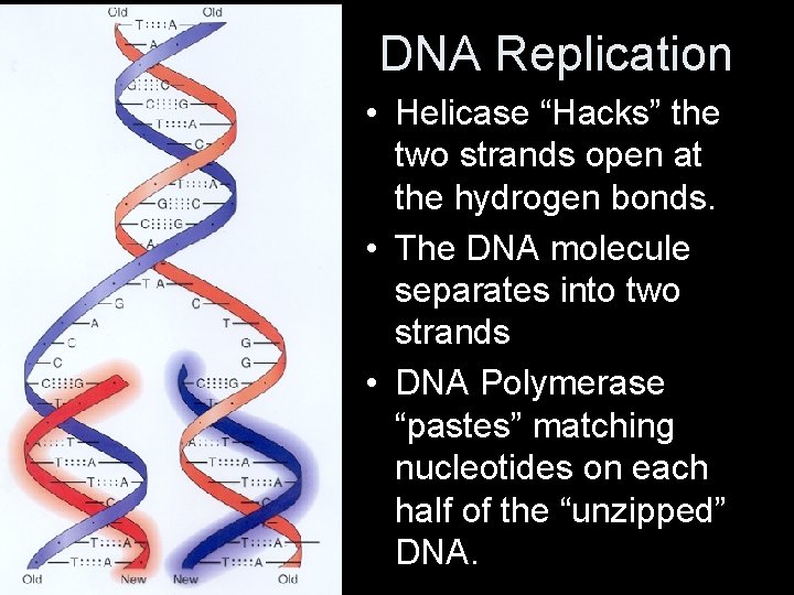 DNA Replication • Helicase “Hacks” the two strands open at the hydrogen bonds. •