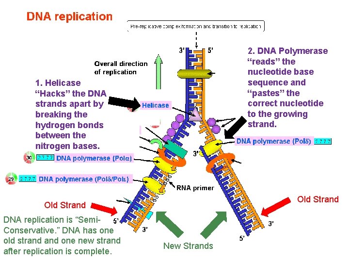 2. DNA Polymerase “reads” the nucleotide base sequence and “pastes” the correct nucleotide to