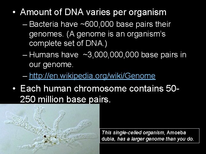  • Amount of DNA varies per organism – Bacteria have ~600, 000 base