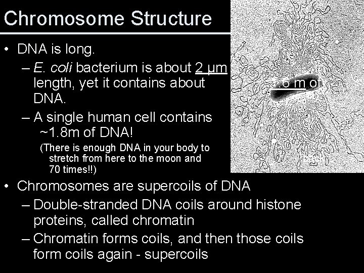 Chromosome Structure • DNA is long. – E. coli bacterium is about 2 μm