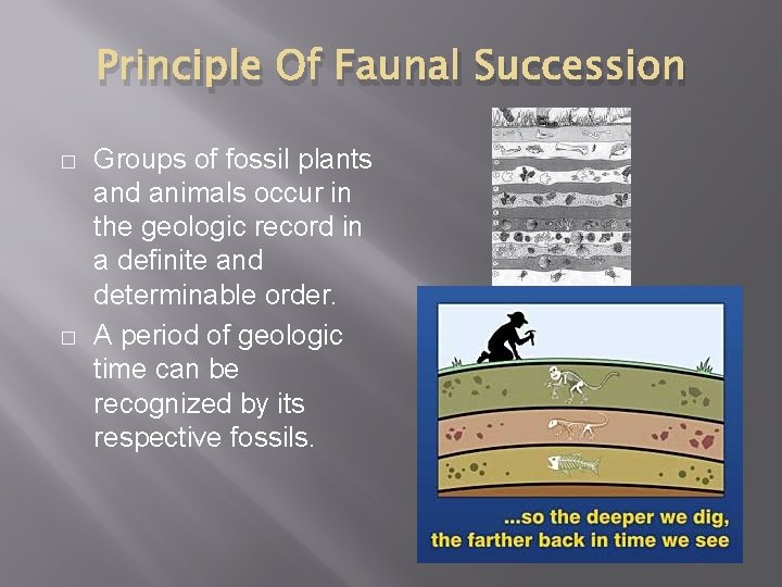 Principle Of Faunal Succession � � Groups of fossil plants and animals occur in