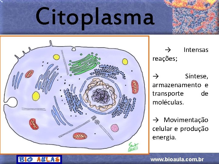 Citoplasma → Intensas reações; → Síntese, armazenamento e transporte de moléculas. → Movimentação celular