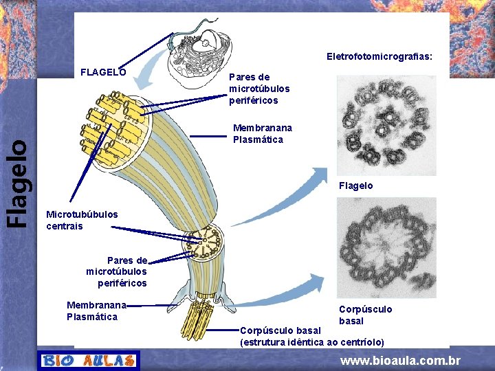 Flagelo Eletrofotomicrografias: FLAGELO Pares de microtúbulos periféricos Membranana Plasmática Flagelo Microtubúbulos centrais Pares de