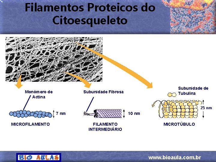 Filamentos Proteicos do Citoesqueleto Monômero de Actina Subunidade de Tubulina Subunidade Fibrosa 25 nm