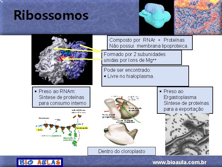 Ribossomos Composto por RNAr + Proteínas Não possui membrana lipoproteica. Formado por 2 subunidades