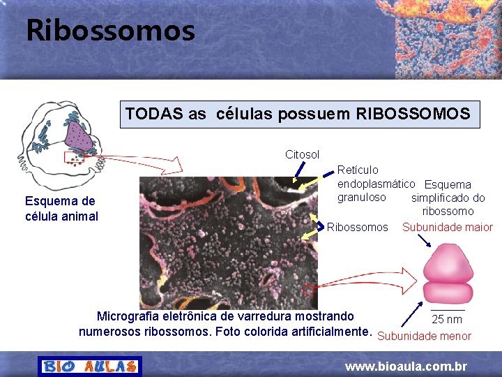 Ribossomos TODAS as células possuem RIBOSSOMOS Citosol Esquema de célula animal Retículo endoplasmático Esquema