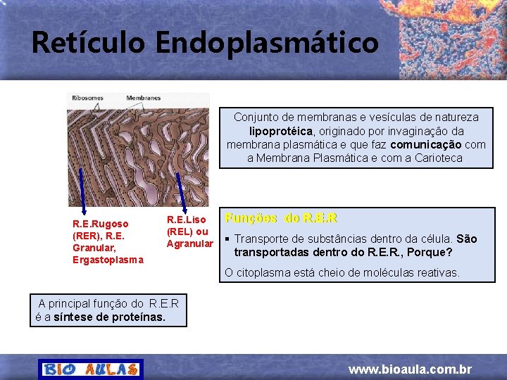 Retículo Endoplasmático Conjunto de membranas e vesículas de natureza lipoprotéica, originado por invaginação da