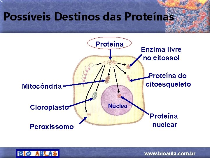 Possíveis Destinos das Proteína do citoesqueleto Mitocôndria Cloroplasto Peroxissomo Enzima livre no citossol Núcleo