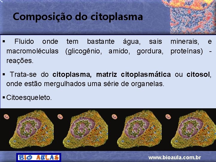 Composição do citoplasma § Fluido onde tem bastante água, sais minerais, e macromoléculas (glicogênio,