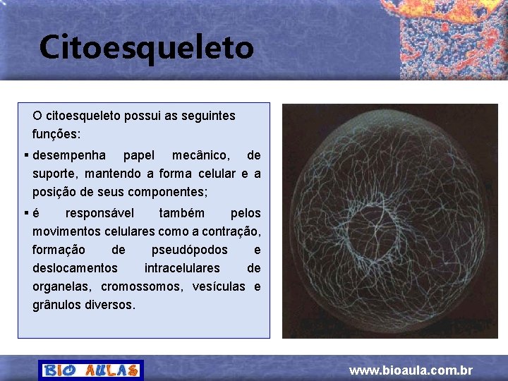 Citoesqueleto O citoesqueleto possui as seguintes funções: § desempenha papel mecânico, de suporte, mantendo