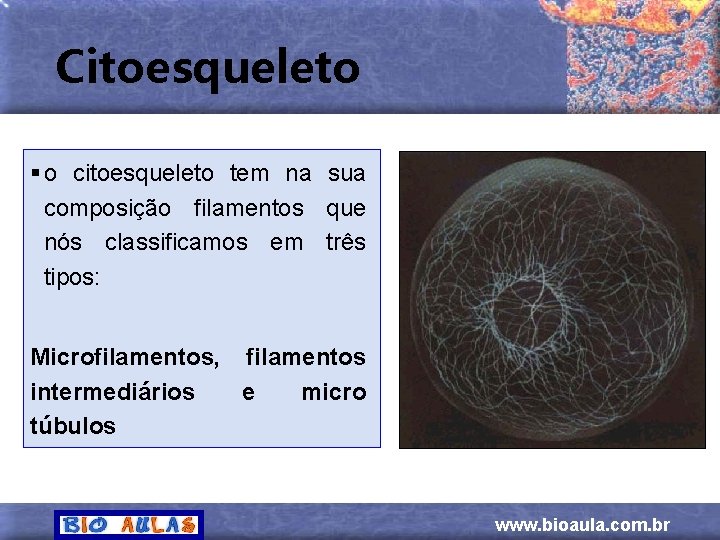 Citoesqueleto § o citoesqueleto tem na sua composição filamentos que nós classificamos em três