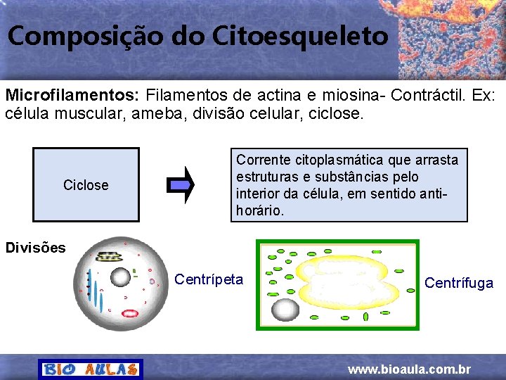 Composição do Citoesqueleto Microfilamentos: Filamentos de actina e miosina- Contráctil. Ex: célula muscular, ameba,