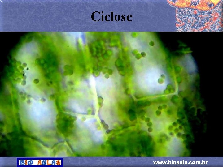 Ciclose www. bioaula. com. br 