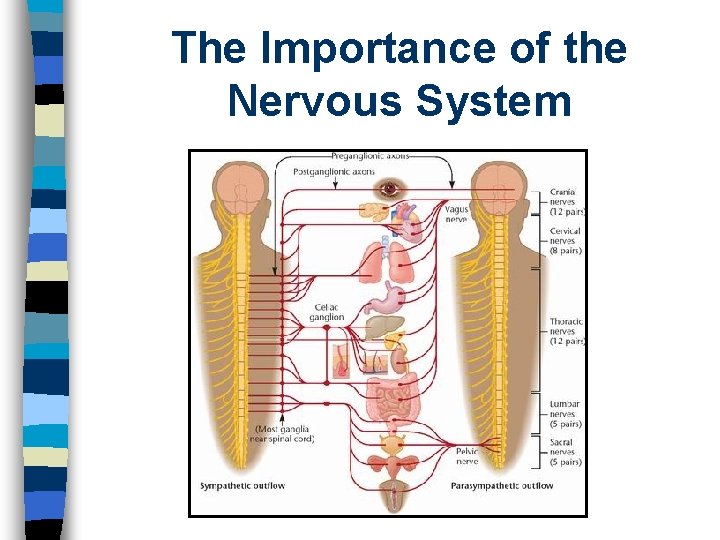 The Importance of the Nervous System 