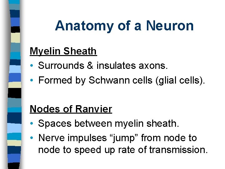 Anatomy of a Neuron Myelin Sheath • Surrounds & insulates axons. • Formed by