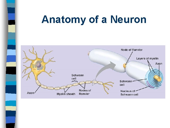 Anatomy of a Neuron 