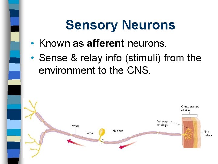 Sensory Neurons • Known as afferent neurons. • Sense & relay info (stimuli) from