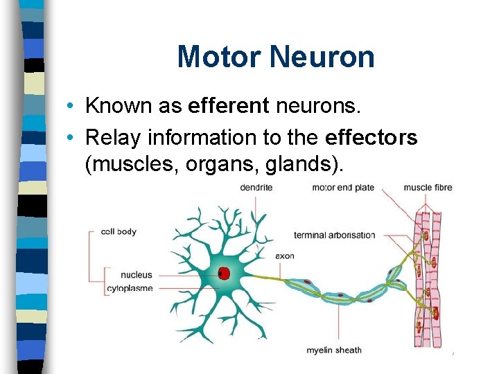 Motor Neuron • Known as efferent neurons. • Relay information to the effectors (muscles,