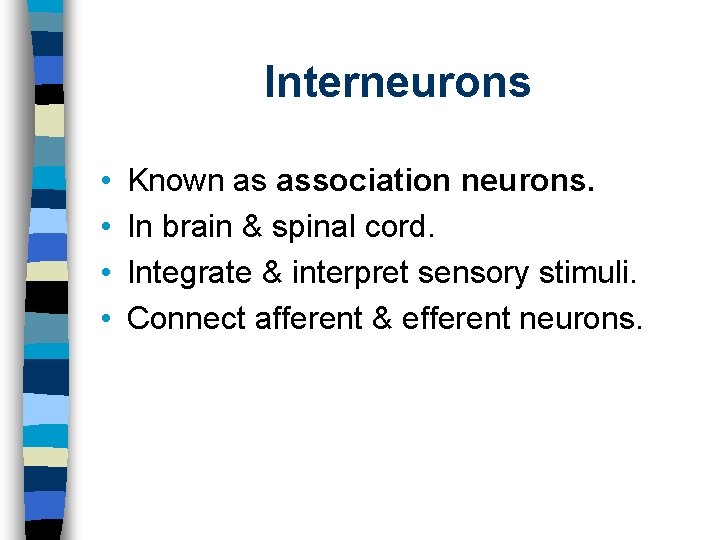 Interneurons • • Known as association neurons. In brain & spinal cord. Integrate &