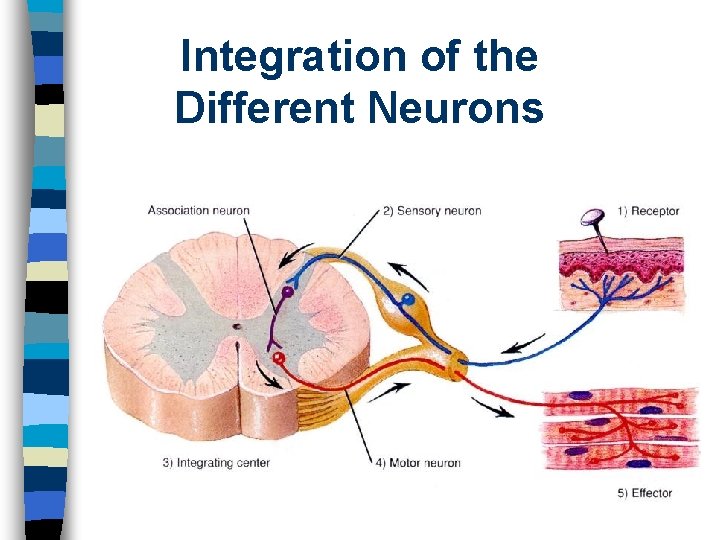 Integration of the Different Neurons 