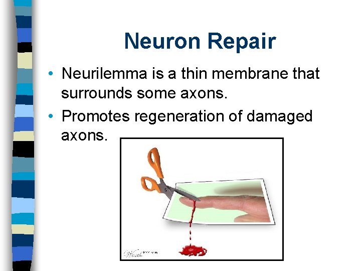 Neuron Repair • Neurilemma is a thin membrane that surrounds some axons. • Promotes