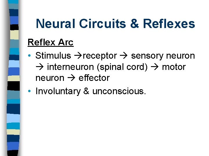 Neural Circuits & Reflexes Reflex Arc • Stimulus receptor sensory neuron interneuron (spinal cord)