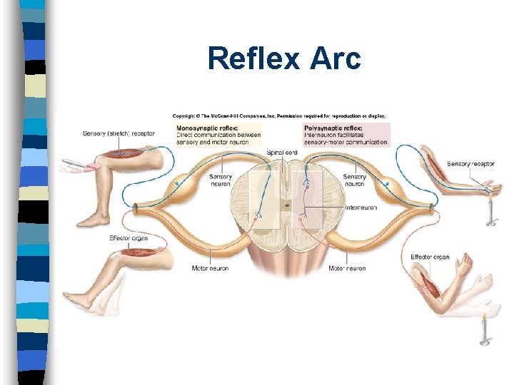 Reflex Arc 
