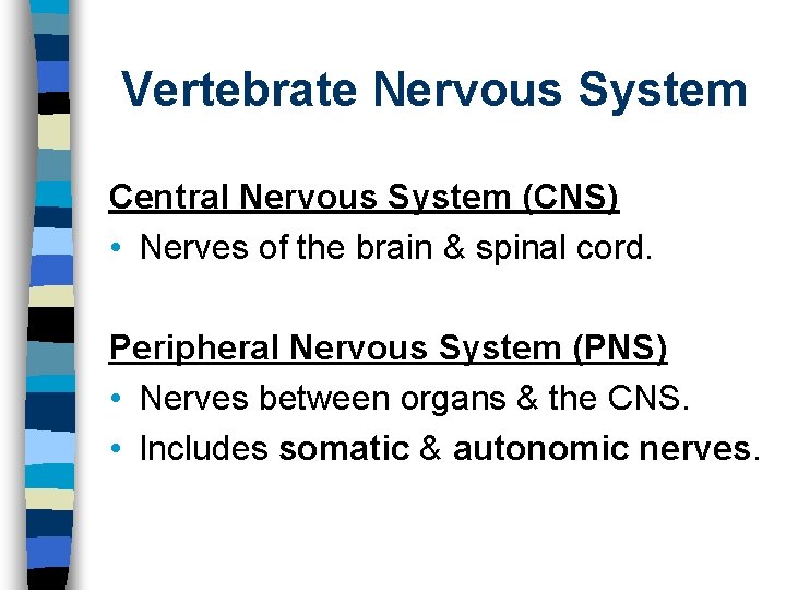 Vertebrate Nervous System Central Nervous System (CNS) • Nerves of the brain & spinal