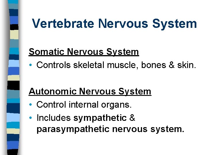 Vertebrate Nervous System Somatic Nervous System • Controls skeletal muscle, bones & skin. Autonomic