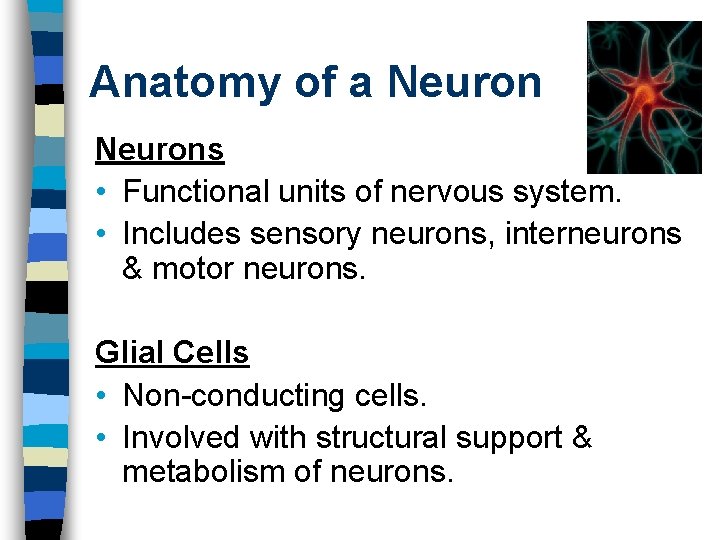 Anatomy of a Neurons • Functional units of nervous system. • Includes sensory neurons,