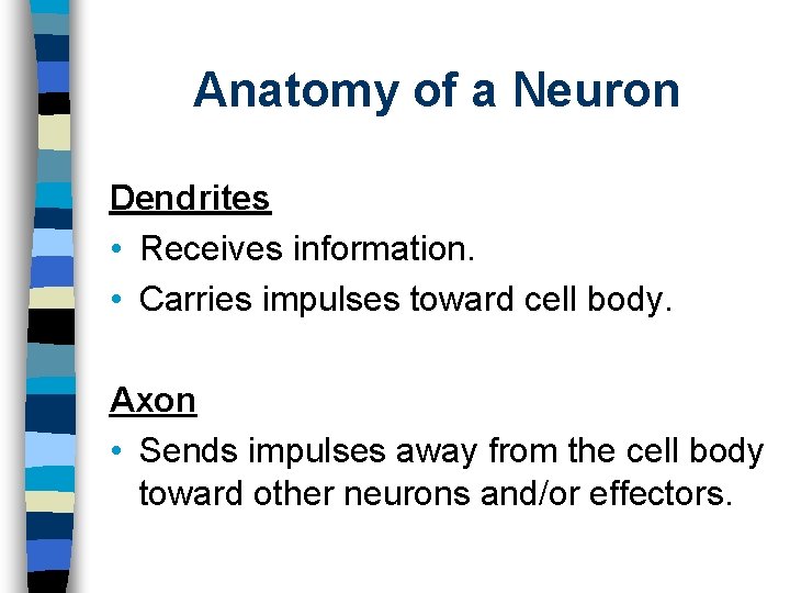 Anatomy of a Neuron Dendrites • Receives information. • Carries impulses toward cell body.