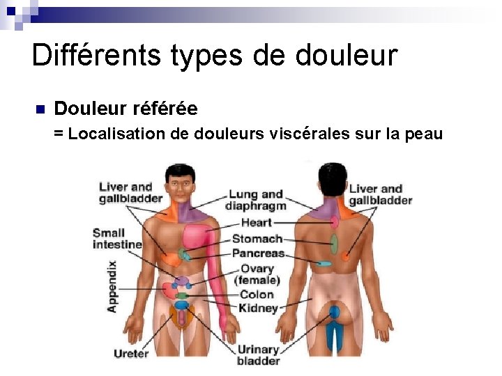 Différents types de douleur n Douleur référée = Localisation de douleurs viscérales sur la